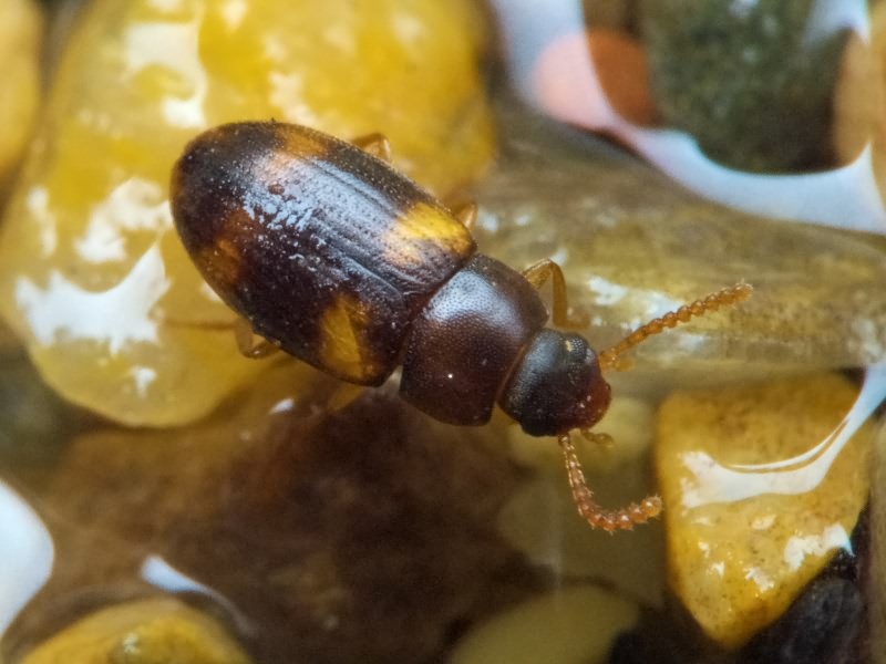 Alphitophagus bifasciatus (Say, 1823)